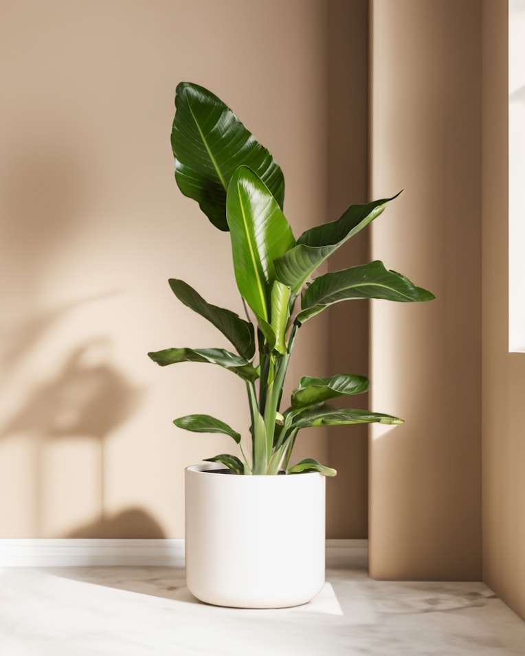 Potted indoor plant